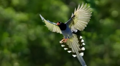 Jak ptaki zaczęły latać?